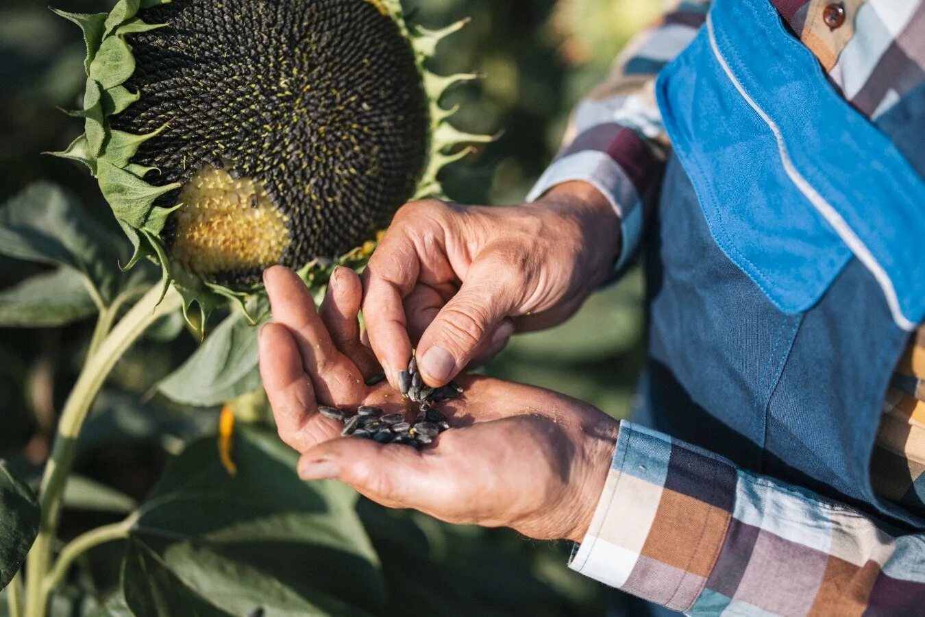 бизнес подсолнечник. Clearfield технология возделывания подсолнечника. плод подсолнуха. подсолнух масличная культура. подсолнух танцует гиф.