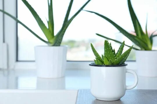 Кактусы и суккуленты: Алоэ Бревифолия