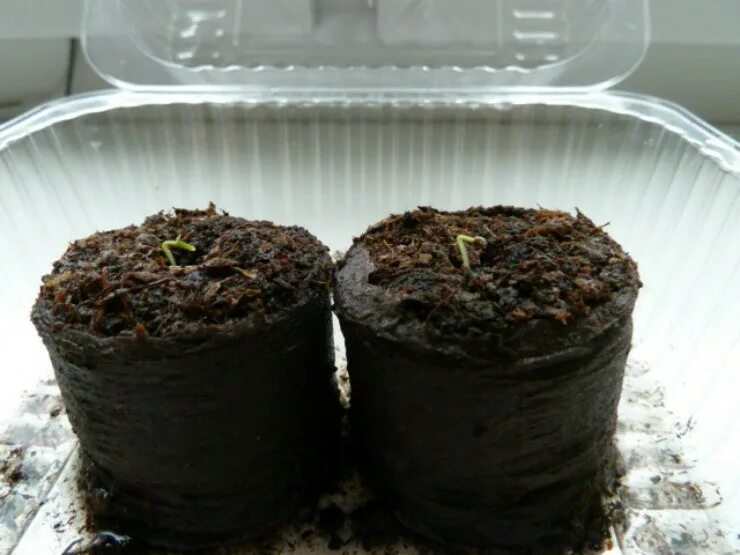 Почвобрикет крепкая рассада. Торф для рассады томатов. Грунт veltorf для рассады 10 л. Рассадка помидорной рассады. Помидоры в торфяных таблетках.