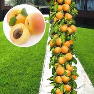 Колоновидные персики отзывы