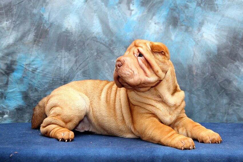 шарпей длинношерстный. шарпей. шарпей айсти илеал. порода шарпей. порода шарпей.