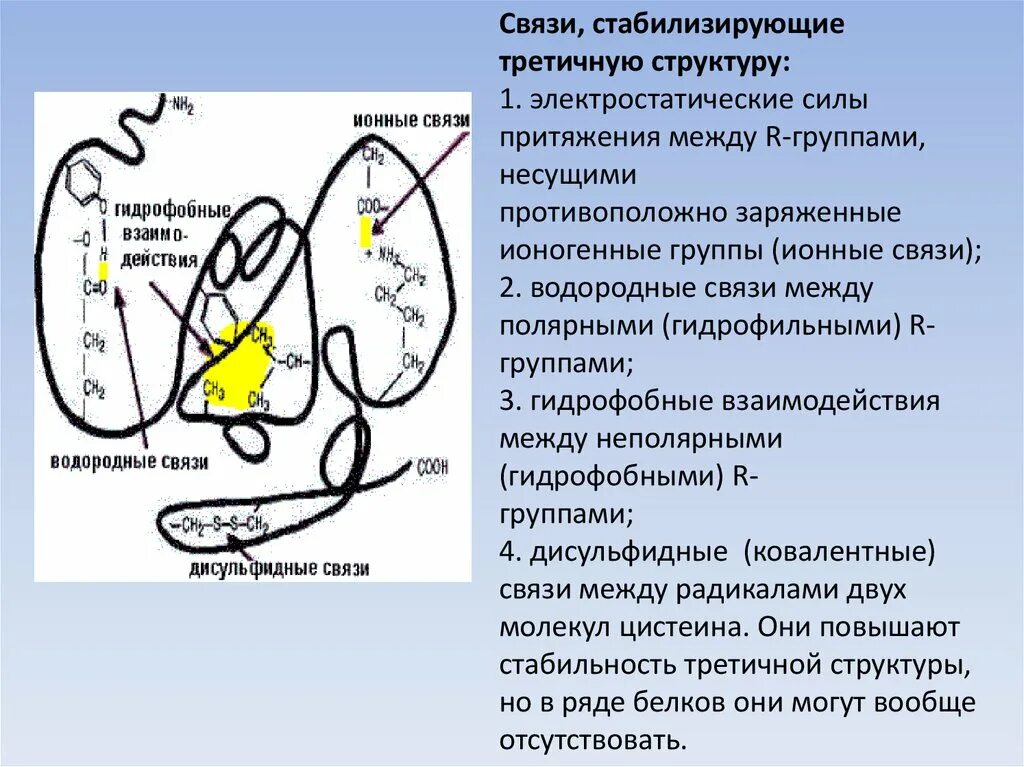 Связи стабилизирующие третичную структуру белков. Связи стабилизирующие третичную структуру. водородные и дисульфидные связи. связи стабилизирующие третичную структуру белка. дисульфидные водородные и ионные связи.