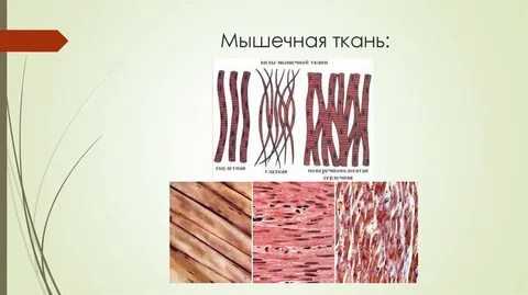 Мышечная ткань набор