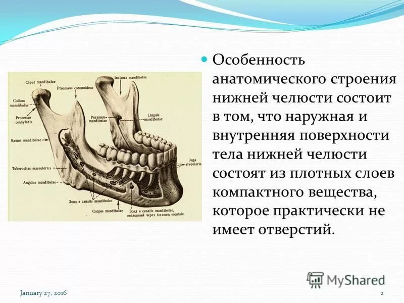 Строение нижней челюсти человека анатомия костей. Нижняя челюсть анатомия кости. Нижняя челюсть кость анатомия строение. Анатомические структуры нижней челюсти.