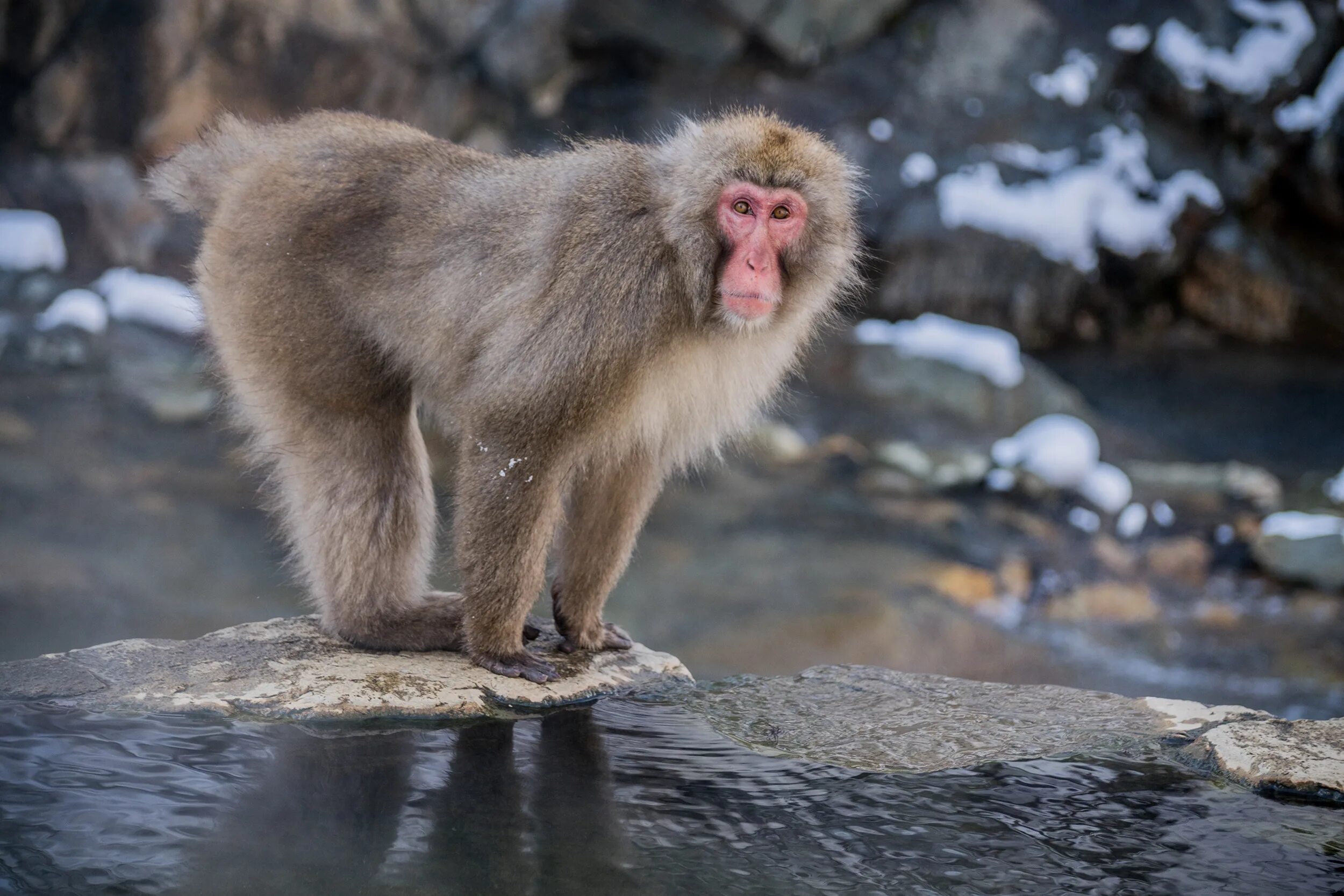 Monkey do i