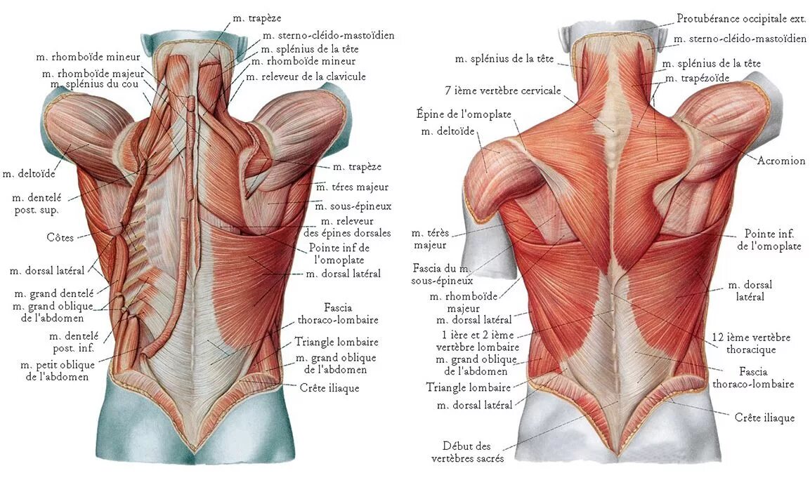 Фасции спины. Поверхностные мышцы спины анатомия. Поверхностная фасция спины. Фасции трапециевидной мышцы.