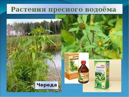 Пресные растения