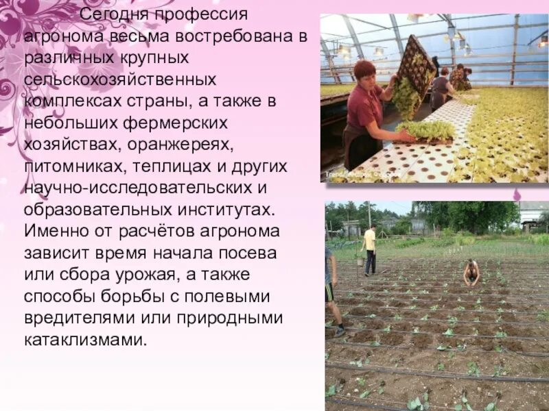 Тема для проекта агрономия Профессия агроном презентация онлайн