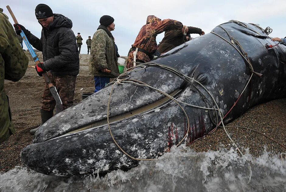 Эскимосы промысел. Охота на китов на Чукотке. Морской зверобойный промысел на Чукотке. Эскимосы охота на китов.