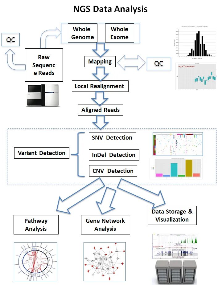 Ngs. NGS (next Generation sequencing). NGS секвенирование. NGS данных. Данные секвенирование (NGS).