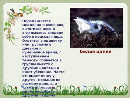 Ростовская область птицы доклад