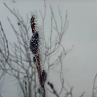 Прикоснуться к зиме