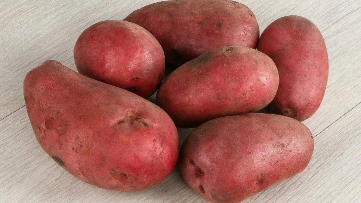 Сорт картофеля кранберри ред. Картофель красный сорта. Красная картошка сорт. Красная картошка сорт название.