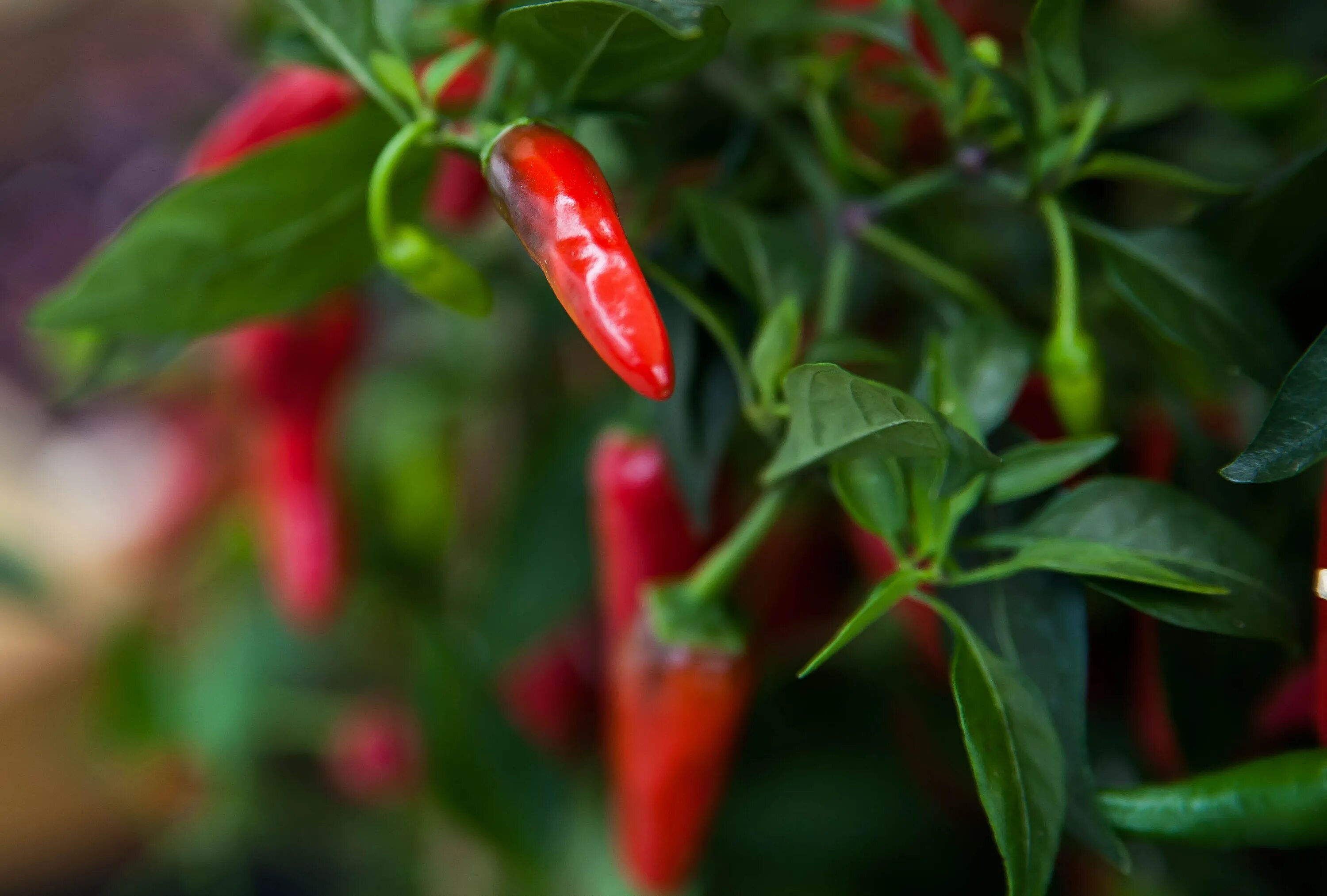 Free Images : fruit, flower, food, produce, vegetable, botany, flora, vegetables