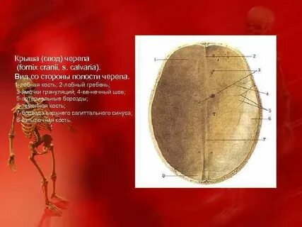 1 из костей образующих черепную коробку