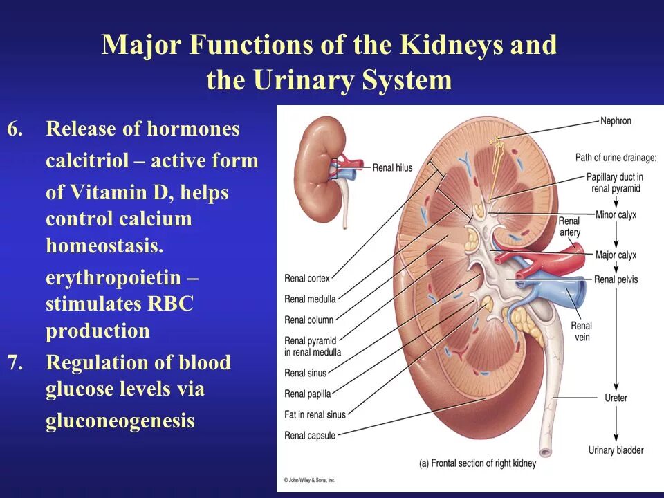 Urinary system. Kidney function. Urinary System functions. What are the functions of the Kidneys?. Kidneys and urine System.