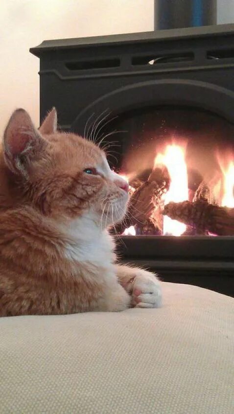 Кот вечером. Вечер котик. Черный кот на окне. Вечер с котом картинки. Кот вечером.