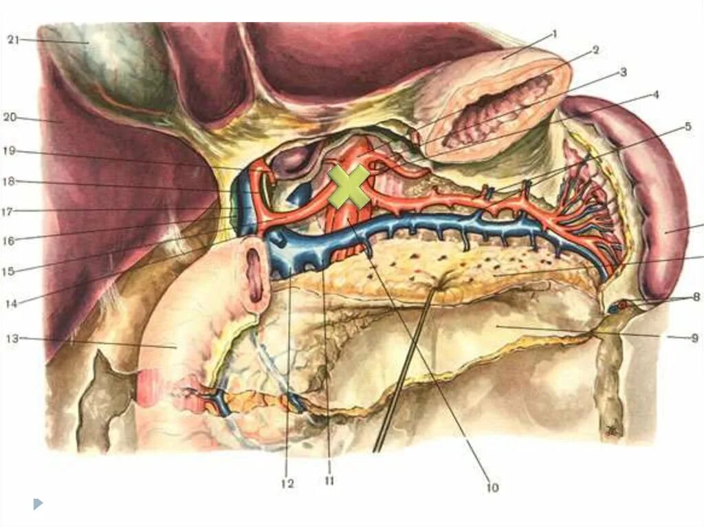 Артерии селезенки. Кровоснабжение селезенки топографическая анатомия. Селезеночная артерия анатомия. Селезеночная артерия селезенка анатомия.