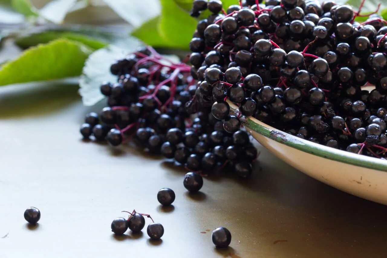 American plants. Elderberry. Бузина черноплодная. Бузина канадская. Elderberry.