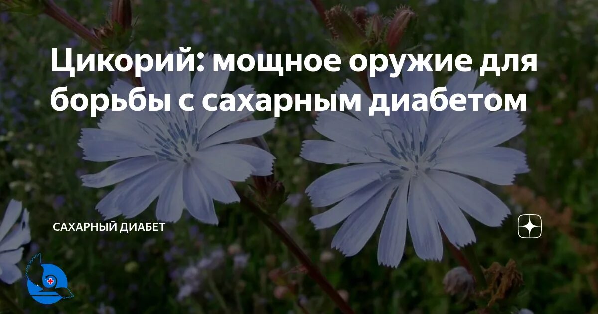 Можно ли пить цикорий при сахарном. Цикорий при сахарном диабете. цикорий и сахарный диабет. цикорий при диабете. цикорий при сахарном.