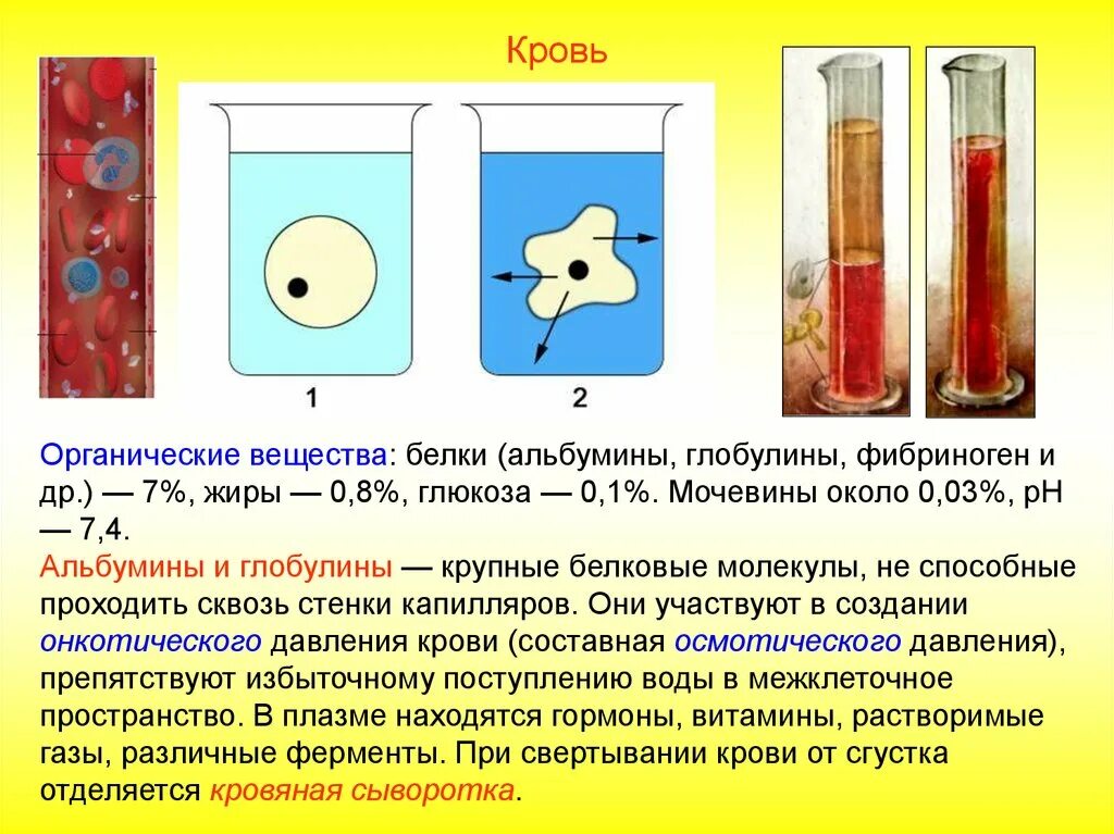 Плазма крови лишенная фибриногена. Плазма крови лишённая фибриногена это. Состав крови. Органические вещества крови. Витамины в плазме крови