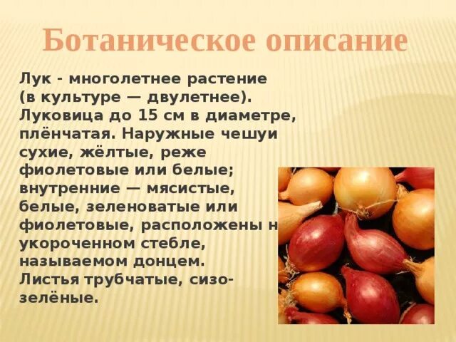 Презентация о луке. Лук описание. Рассказ о луке. Лук для презентации. Лук репчатый класс