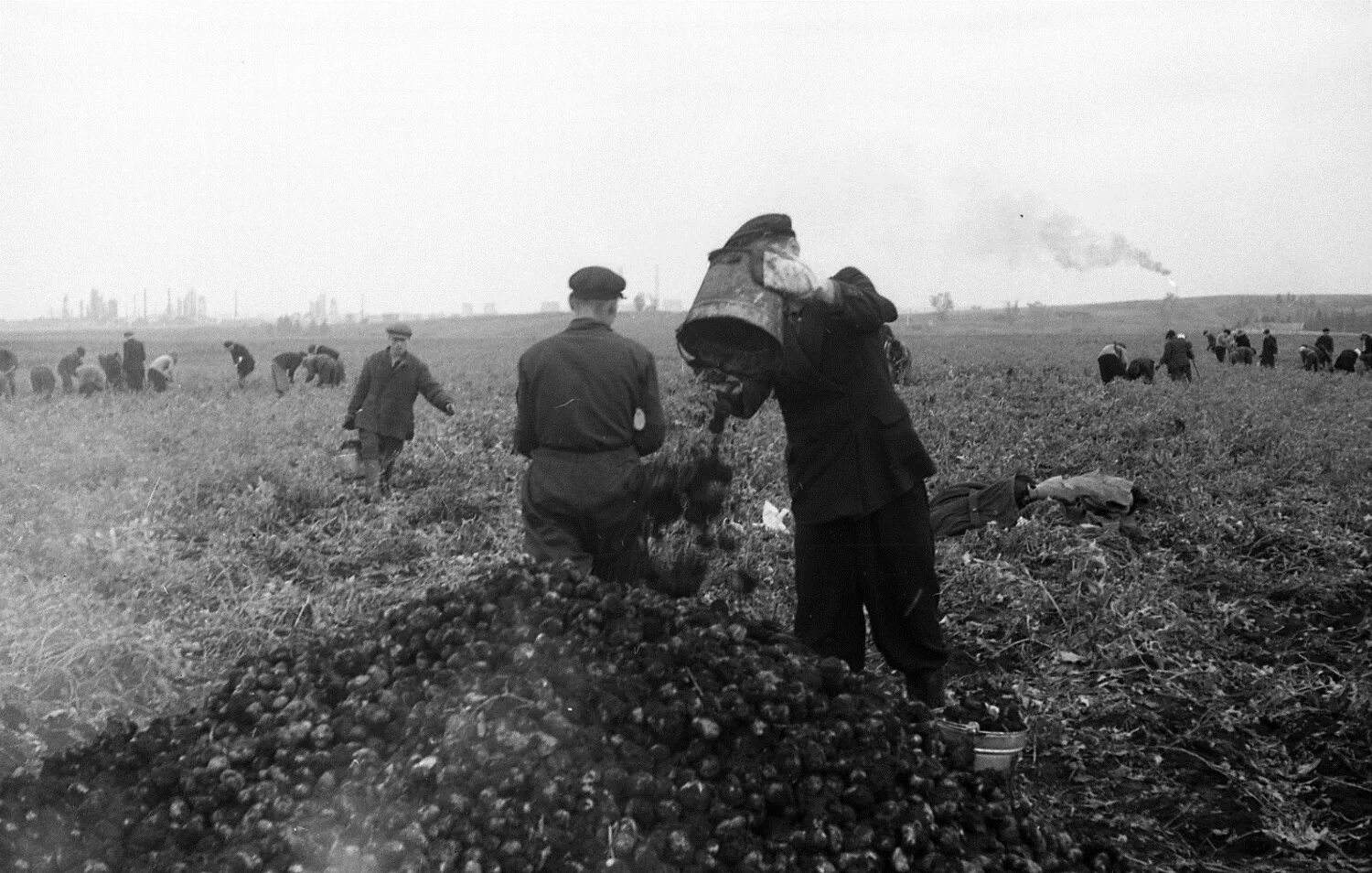 Совхоз и колхоз 1950. Праздник урожая в школе. Уборка урожая в колхозе. Советские школьники на картошке. Сбор урожая в колхозе.