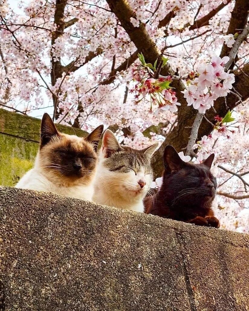 Весенняя кошечка. Кошки весной. Весенняя кошка. Весенние коты.