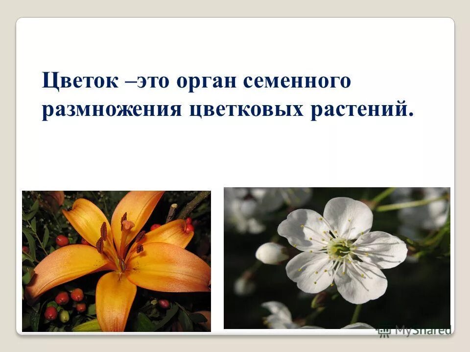 Презентация строение и разнообразие цветков