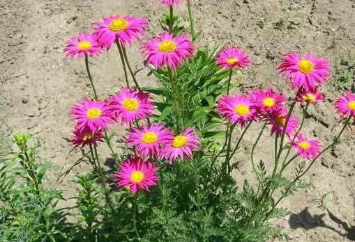 Tanacetum coccineum 'Robinsons Rosa', Margerite