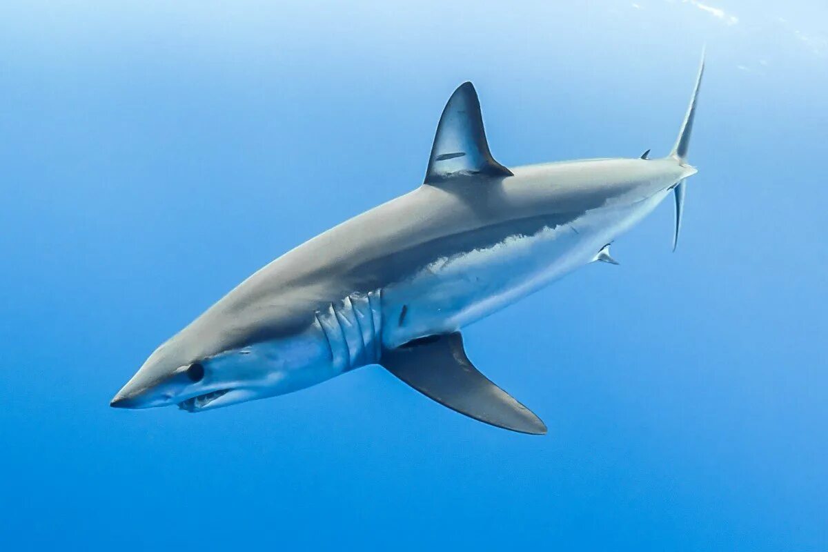 Акула кархародон. Мадагаскарская острозубая акула. Акула хаммерхед. Акула мако акула молот. Рифовая акула тайланд.