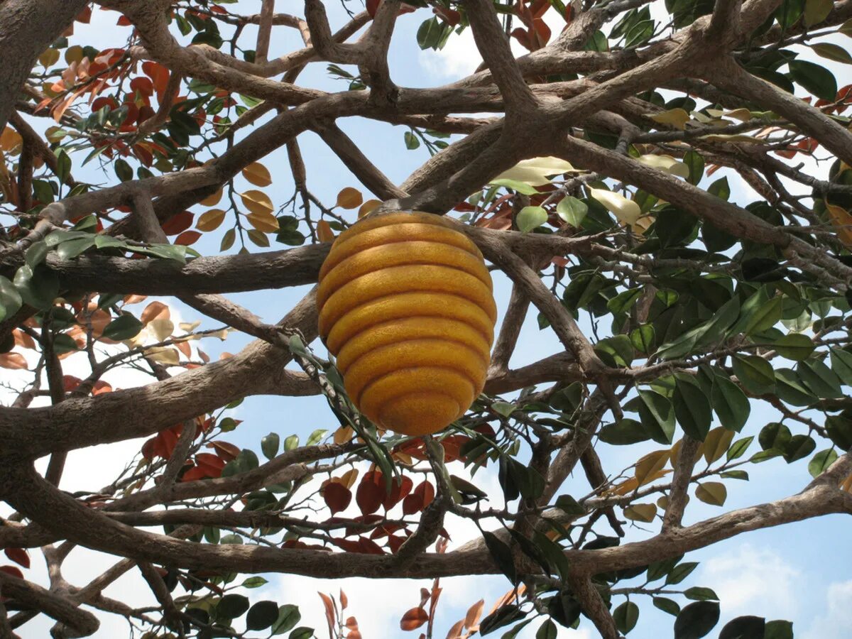 Медоносные пчелы рой. Гнездо диких пчел. Бортевой улей в дикой природе. Осиное лесное гнездо. Гнездо пчел.