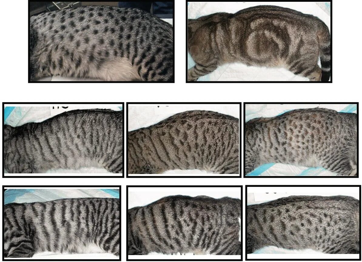 Как определить вид кота