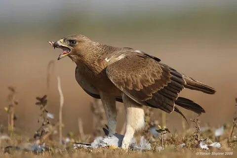 Eagles paradise