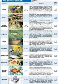 Сколько рыбы могут жить без еды