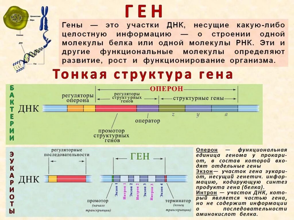 В генах днк закодирована