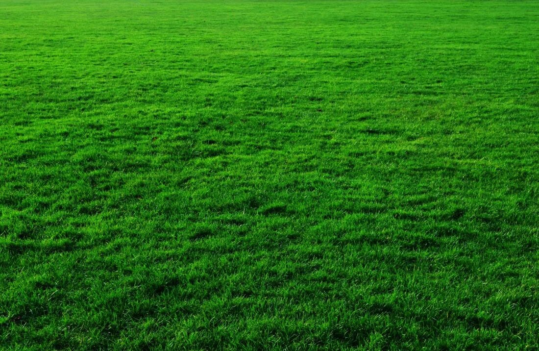 Grass k