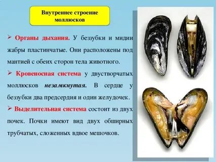 Есть ли у мидии внутренний скелет