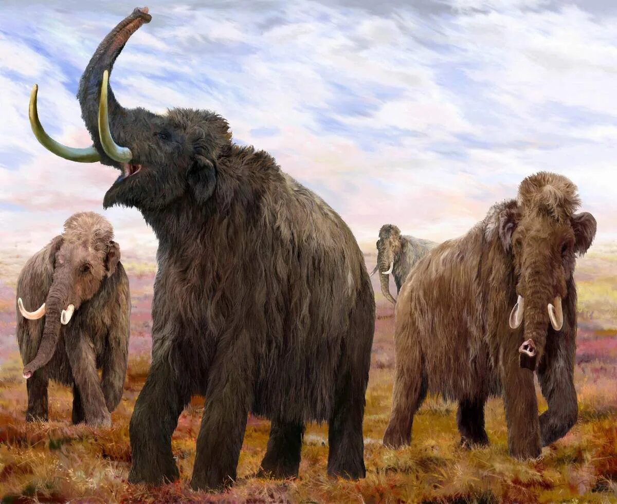Вымершая древность 6. Шерстистый мамонт. Шерстистый мамонт вымер. Сибирский шерстистый мамонт. Предок слона мастодонт.