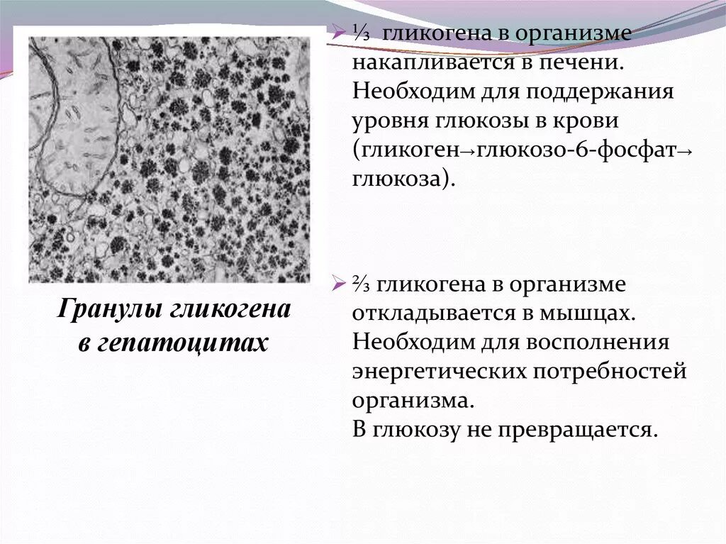 Содержание гликогена в печени. Гликоген в организме. Гликоген в печени. Гликоген накапливается в. Гликоген накапливается в мышцах.