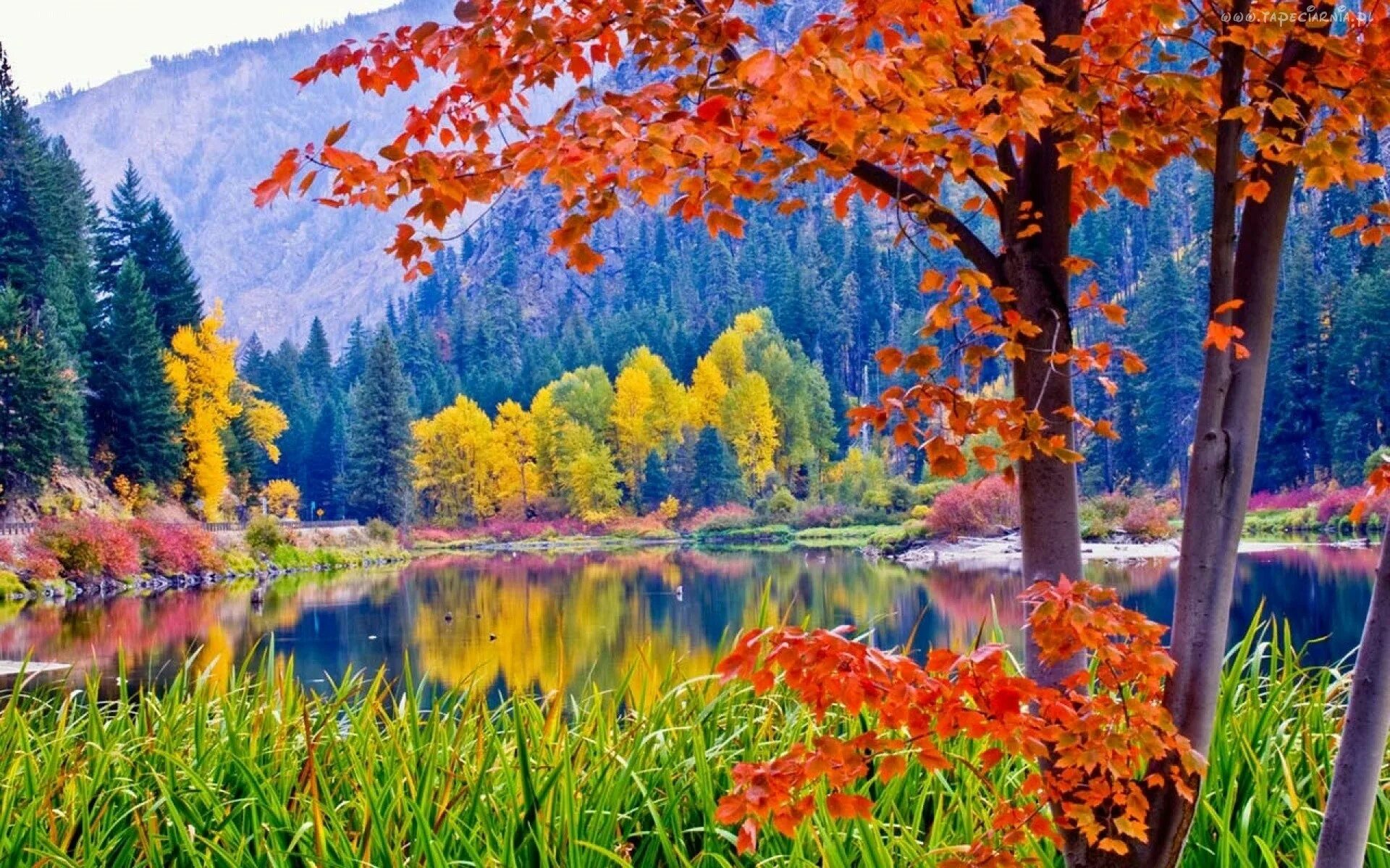 Красивая осень. Природа. Осенняя природа. Осенний пейзаж. Осенью очень красиво
