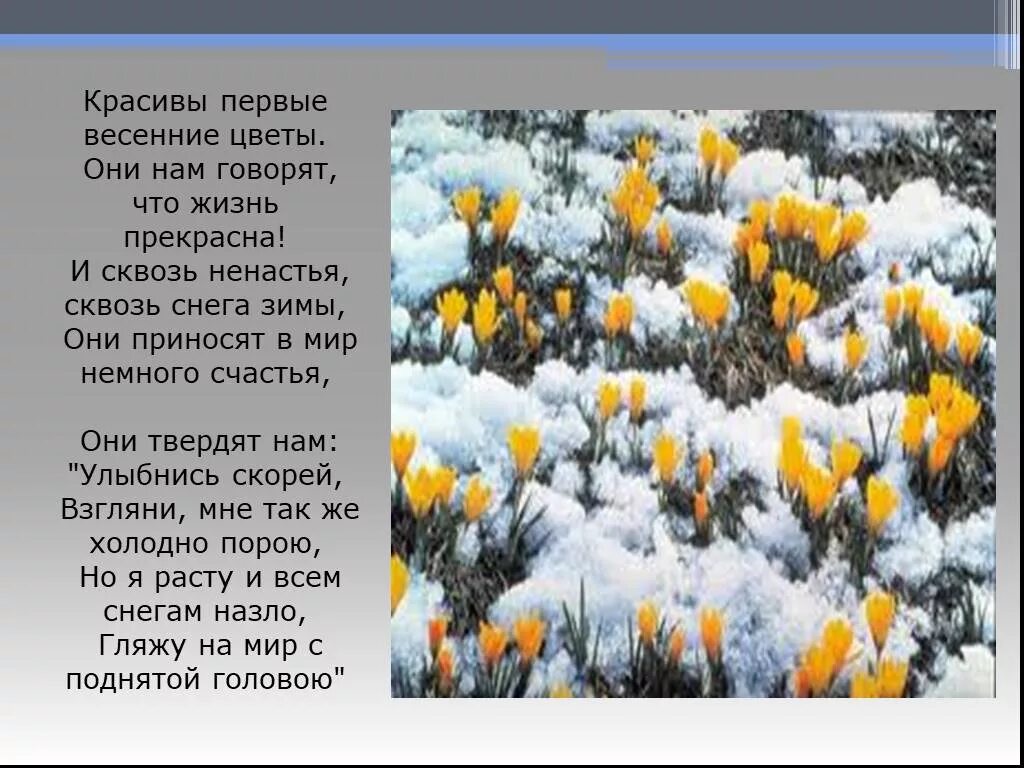 Презентация на тему весенние цветы. Крокус полевой. Ранние цветы. Хороши весной в саду цветочки текст. Песня хороши цветы весной.
