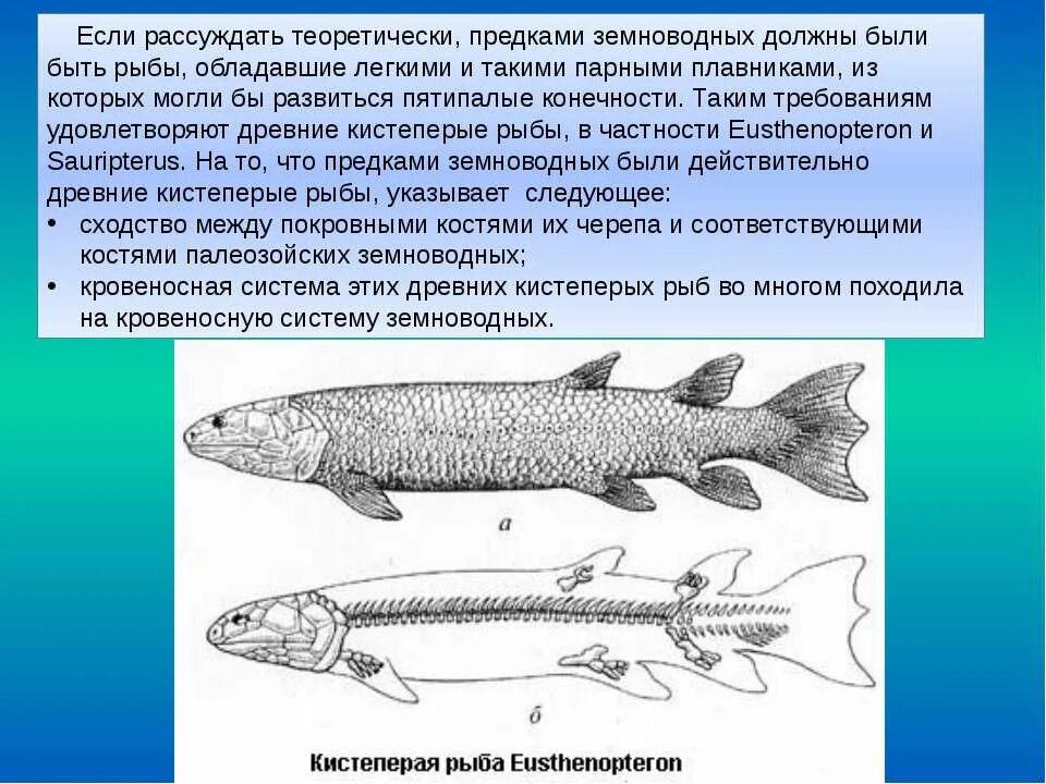 Почему кистеперые рыбы. Кистеперая рыба Эволюция. Кистеперые рыбы предки. Кистеперые рыбы предки земноводных. Предок кистеперой рыбы.