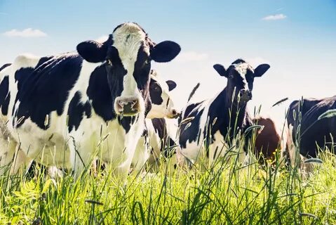 Cattle