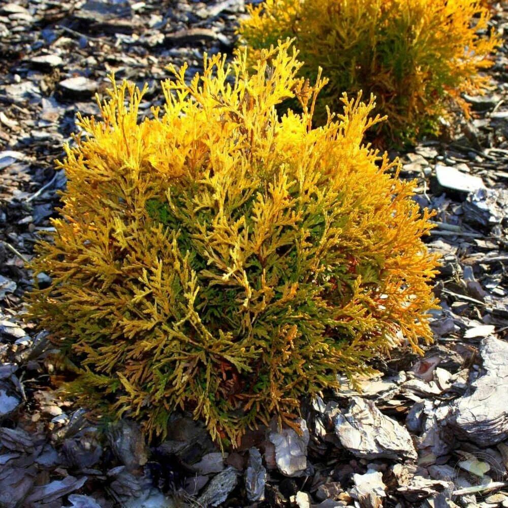 Туя меняет цвет. Туя Западная Chinese Baby. Туя Западная occidentalis. Туя Западная Мирьям. Туя Западная Вотерфилд.