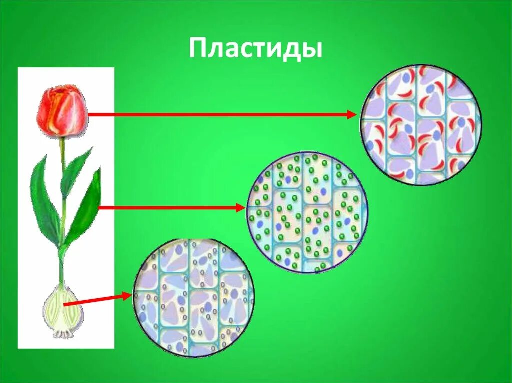 Клетка с пластидами и хлоропластами. Пластиды строение. Пластиды 3 типа биология. Пластиды биология 9 класс. Клетки содержат пластиды растения или бактерии