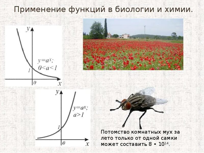 Практическое применение функции. Функции в биологии. Графики функций в биологии. Математические ФУНКЦИВ биологии. Графики функций в жизни.