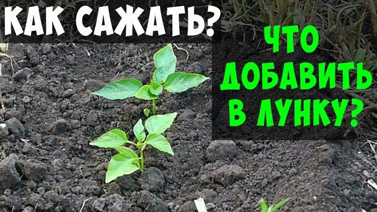 Когда пересаживать перец в открытый грунт. Высадка рассады перца в открытый грунт. посадка перца в грунт рассадой. посадка перцев в открытый грунт. посадка перца в лунку.