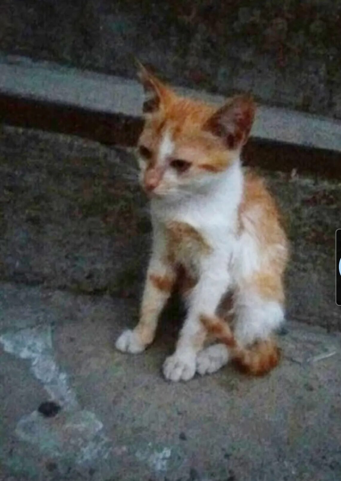 Hello street cat издевательство над кошками. Издевательство над кошками. Издевательства над котенком. Издеваются над животными.