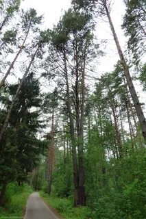 Орловские леса